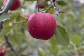 特別栽培りんご『千秋』家庭用訳あり・３㎏