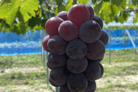 【特秀】岡山県産ピオーネ｜贈答用・大粒黒ぶどう1.0kg（500g×2）