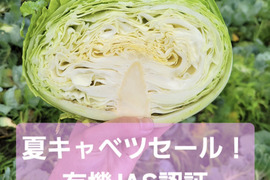 サラダにもオススメ！甘味柔らか！有機JASキャベツ3.5キロ前後【夏セール！】