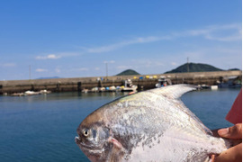 瀬戸内 マナガツオ　(小)　約1㌔　約3～4人前