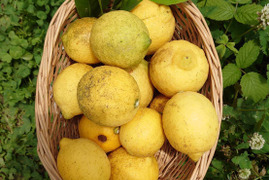 瀬戸田発！農薬・肥料不使用レモンB品（4kg）レモンシロップやハチミツ漬け等にどうぞ！！