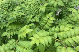 【山椒の葉】 メール便⭐︎摘みたて～30枚