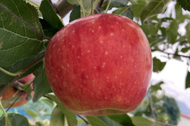 【ご予約／天候被害果】希少価値の高い夏りんご【シナノリップ　訳あり】５㎏
R-w5