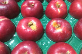 予約規格外紅玉10キロ