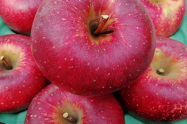 「シナノホッペ」訳あり3キロ　ご家庭専用 ご好評販売中　歯触りが良く甘いニューフェースの信州オリジナル品種　　3キロコース