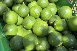 《農薬不使用》かぼす発祥の地/臼杵市産/香り高いかぼす《大分一号》5kg