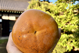 柿なのに、梨みたい！シャキシャキ甘い太秋柿【家庭用・サイズ無選別】