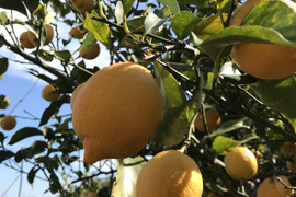 訳あり◆農薬不使用◆広島レモン　1kg