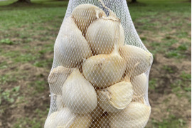 ジャンボにんにくの通販｜にんにく｜食べチョク｜産地直送(産直