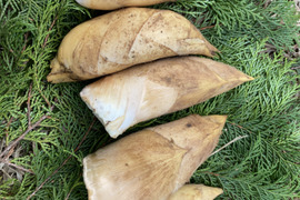 筍　1.1キロ　京都府京丹後産　初物