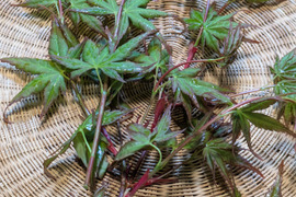 カエデ（もみじ）の葉　枝付き　5-6本　約２０cm