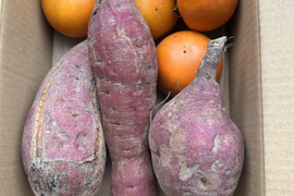 訳あり！ホックリと？ネットリ？食べてみてのお楽しみサツマイモ1kg、自然の甘さ甘柿500gのセットで秋の食べ切り！