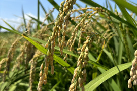 新米　福岡県産　特別栽培米　夢つくし　2キロ