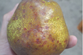 超訳あり規格外ラフランス　箱込5.5キロ