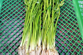 宮城県蔵王町産　セリ300ｇ　蔵王清流セリ