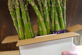 【収穫後1時間で冷蔵開始】北海道産アスパラガス・約1㎏