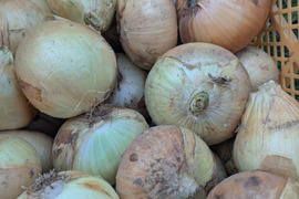 【訳あり】みずみずしい新玉ねぎ・3キロ　栽培期間中、農薬、化学肥料不使用