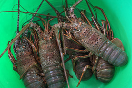 8月より伊勢海老漁解禁‼️ 訳あり 活伊勢海老 3〜4尾入り 1kg 位