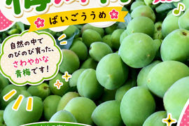 【期間限定】【梅郷】梅の香り　5キロ