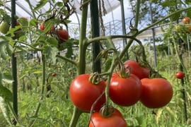 すっきりとした甘さの中玉アミーゴトマトさん 自家採種（１kg ）【栽培期間中肥料・農薬・たい肥不使用】