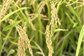 化学肥料不使用！新米くまさんの輝き 5kg