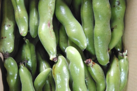 シーズン到来！指宿産そらまめ『いぶすき陵西』（ご家庭用・5kg）