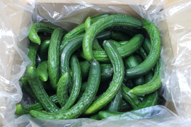 ぽりぽりっ！🥒ミニきゅうり🥒　1.8㎏