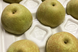 【鳥取県産】甘太　梨　約3kg