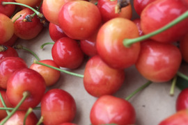 【 露地物•訳あり 】さくらんぼ 佐藤錦 500g
