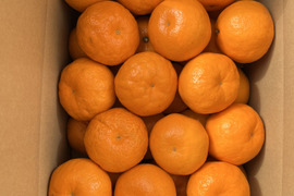 爽やかな甘みのはるみ　5キロ入