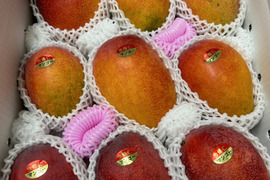 ★数量限定★<<ご家庭用>>沖縄県産完熟マンゴー4kg（大小サイズ混合）