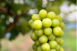 【厳選品】山形県産すとう農園のシャインマスカット（700~900g)1房