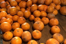 【加工用みかん】熊本発農薬不使用🍊  5kg 宮川.原口早生　サイズフリー（約35個前後入）