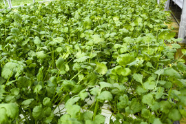 【たっぷり1kg】水耕栽培パクチー（根付き）｜　クール便でお送りします。