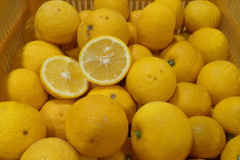 ほなが農園のはるか3kg(ご家庭用)