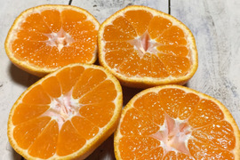 【農薬不使用こだわり栽培】懐かしい味わい＊青島みかん4kg