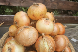 常備野菜と言ったら玉ねぎ‼️北はやて　5kg