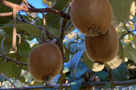 農薬・化学肥料・除草剤不使用　愛媛県産キウイフルーツ（ヘイワード）3kg(30個前後)（ご家庭用）