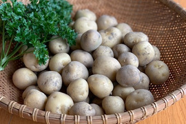 【旨味がギュっと！秘伝レシピ付き】小粒な新じゃがいも（男爵）1㎏　～栽培時、農薬・化学肥料・除草剤 一切不使用～