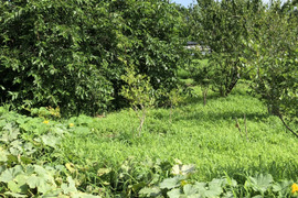 自然農法栽培 枇杷の葉　枇杷の葉チンキ　枇杷の葉茶、枇杷の葉灸などに。メール便に箱いっぱいにお入れしてお届けいたします