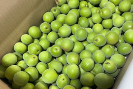 【白加賀・青梅】自然栽培 農薬・化学肥料不使用の梅！サイズ混合20kg