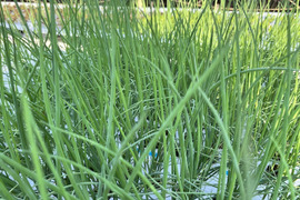 【農薬不使用】香り豊かな小ネギ(500g）！どんな料理にも使える最強の野菜！