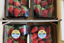 【品種おまかせ】船橋産完熟いちご230g×4P