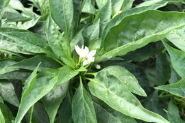 農家自慢の葉唐辛子　お得な大容量１キロ！&サービス夏野菜と共にお届け致します。