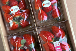 【おまかせ食べ比べ】いちご たっぷり2kg！やよいひめ•よつぼし•おいCベリーから、採れたての新鮮ないちごを2、3品種、サイズおまかせでお届け！甘さ、味の違いを楽しんで！