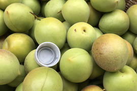 大粒！梅　1kg  完熟間近　梅干し用