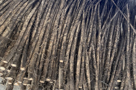 青森のおいし〜い　ごぼう　土付き