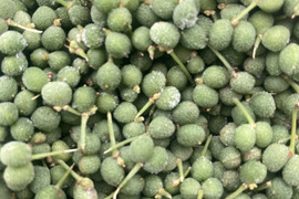 天然花山椒 京都産 100グラム 冷凍：京都府産の花山椒｜食べチョク