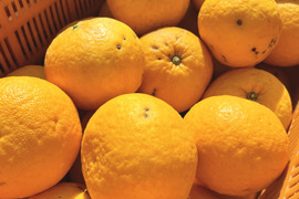 【7キロ】サンフル(甘夏) ご家庭用