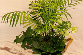 【夏ギフト】幸せを運ぶ観葉植物の5寸おまかせ寄せ植え（４～５品種）